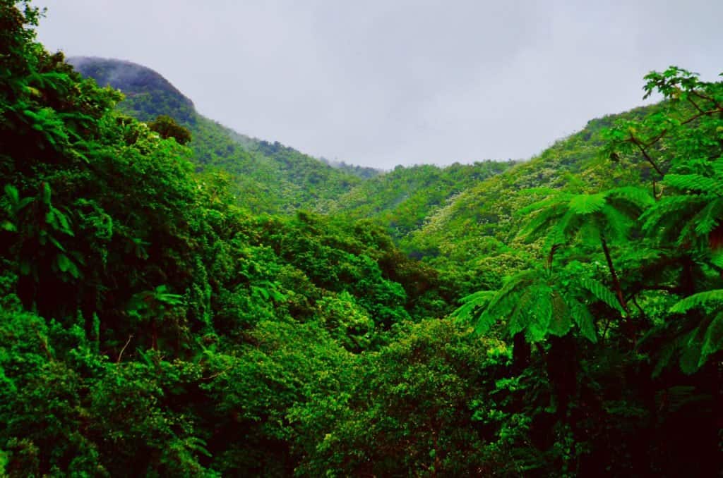 Forêt tropicale El Yunque